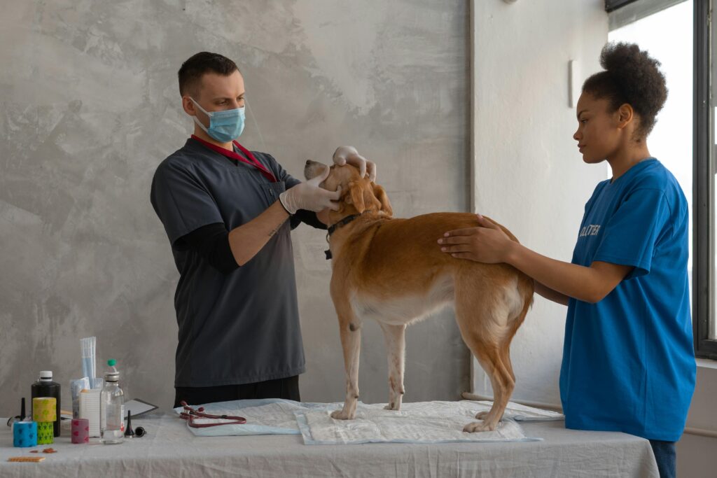doctor looking at dog