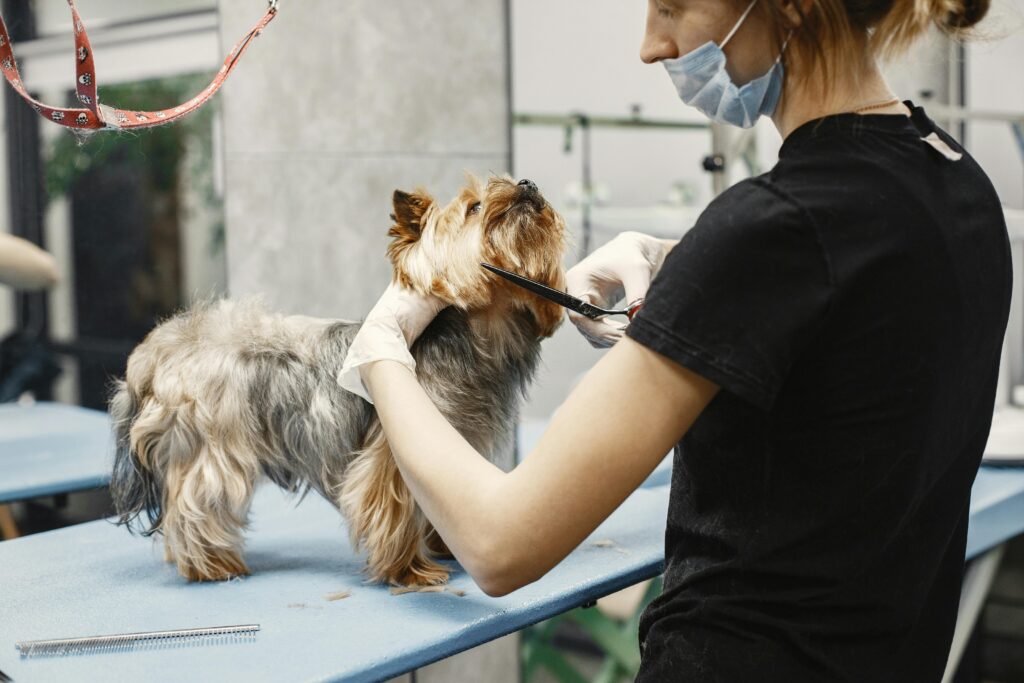 dog grooming salon professional