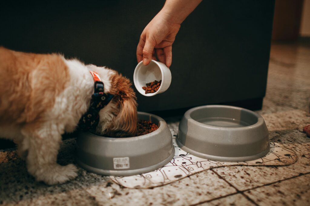 dog food bowl indoor