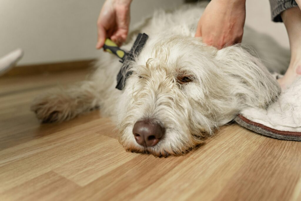dog grooming home