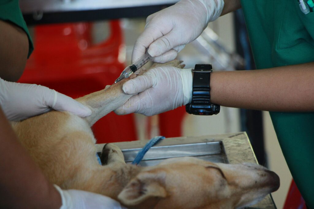 dog vaccination vet clinic