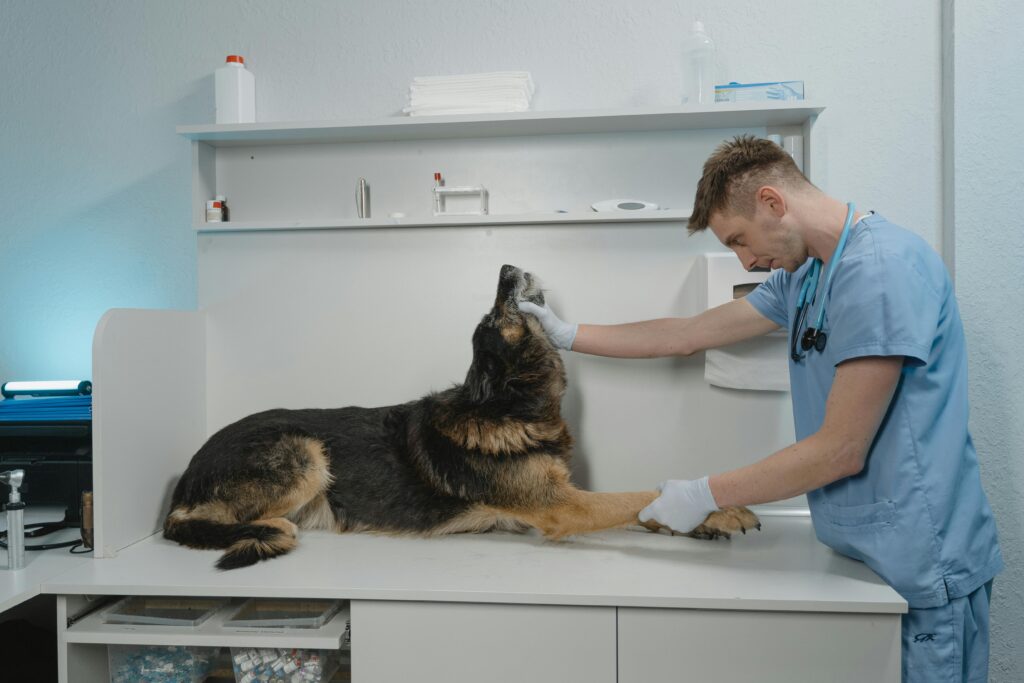 vet checking dog philippines clinic