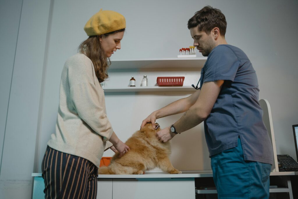 veterinary clinic dog consultation